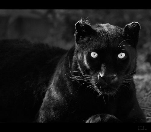 Fotografia de Carlos Lpez - Galeria Fotografica: Varios - Foto: 