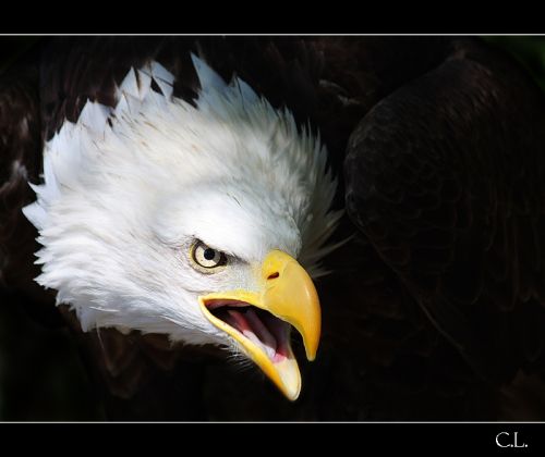 Fotografia de Carlos Lpez - Galeria Fotografica: Varios - Foto: 