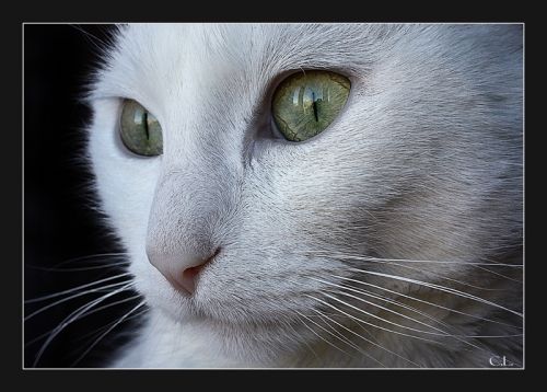 Fotografia de Carlos Lpez - Galeria Fotografica: Varios - Foto: 