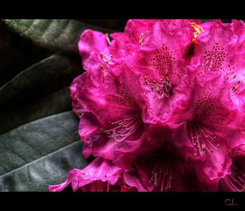 Fotografia de Carlos Lpez - Galeria Fotografica: Varios - Foto: 