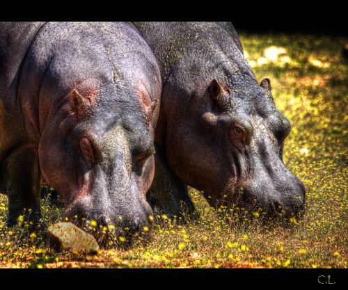Fotografia de Carlos Lpez - Galeria Fotografica: Varios - Foto: 