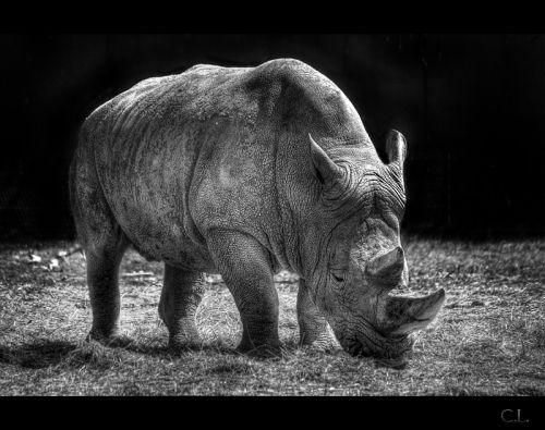 Fotografia de Carlos Lpez - Galeria Fotografica: Varios - Foto: 