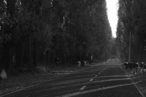 Fotografia de Indmito Producciones - Galeria Fotografica: Blanco/negro - Foto: 