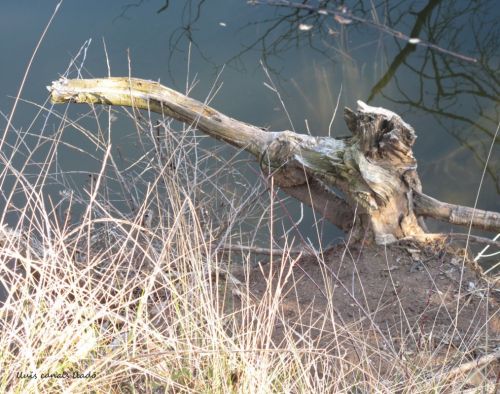 Fotografia de Llus Canals Llad - Galeria Fotografica: solitut (soledad) - Foto: 