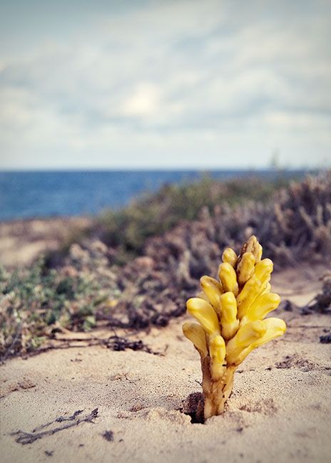 Fotografia de J.Henr�quez - Galeria Fotografica: Color - Foto: 