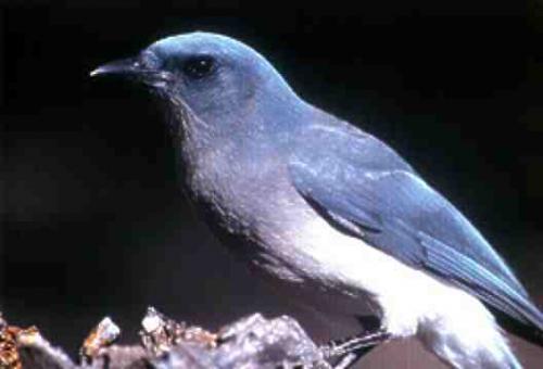 Fotografia de eduardo - Galeria Fotografica: Mis imagenes 2 - Foto: pajarito