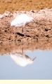 Fotos de LasCaracolas -  Foto: Aves en Delta del Ebro - 
