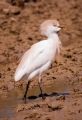 Fotos de LasCaracolas -  Foto: Aves en Delta del Ebro - garcilla cangrejera