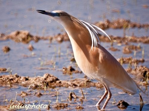 Fotografia de LasCaracolas - Galeria Fotografica: Aves en Delta del Ebro - Foto: garcilla cangrejera