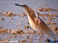 Foto de  LasCaracolas - Galería: Aves en Delta del Ebro - Fotografía: garcilla cangrejera