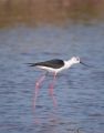 Fotos de LasCaracolas -  Foto: Aves en Delta del Ebro - 