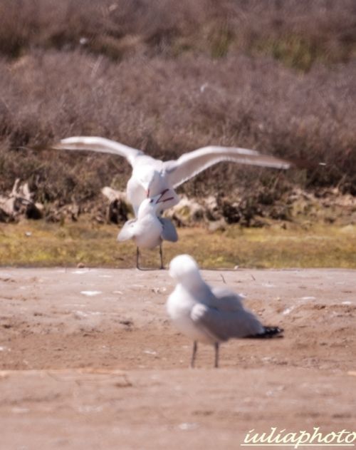 Fotografia de LasCaracolas - Galeria Fotografica: Aves en Delta del Ebro - Foto: 