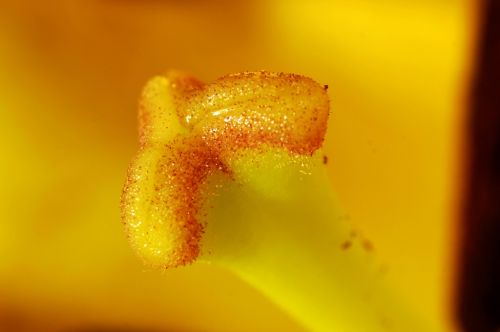 Fotografia de manofotu - Galeria Fotografica: colores y formas - Foto: glaseado