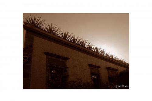Fotografia de Karla Mora - Galeria Fotografica: Jalisco - Foto: Los agaves TLQ