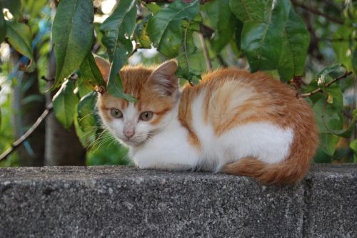 Fotografia de xancarallan - Galeria Fotografica: 09 - Foto: mico