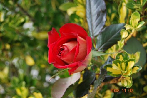 Fotografia de xancarallan - Galeria Fotografica: 09 - Foto: rosa viva