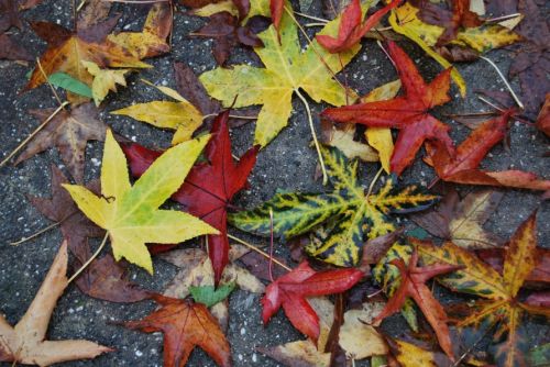 Fotografia de xancarallan - Galeria Fotografica: 09 - Foto: outono