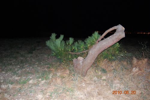 Fotografia de xancarallan - Galeria Fotografica: 09 - Foto: pino en riveira