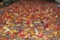Fotos de xancarallan -  Foto: 09 - outono en grixoa