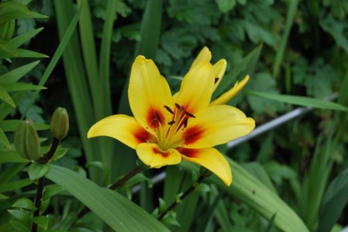 Fotografia de xancarallan - Galeria Fotografica: 09 - Foto: amarilla2