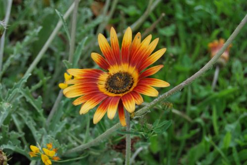 Fotografia de xancarallan - Galeria Fotografica: 09 - Foto: flor1