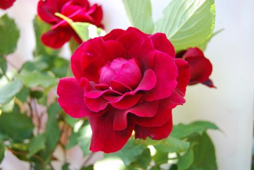 Fotografia de xancarallan - Galeria Fotografica: 09 - Foto: rosa2