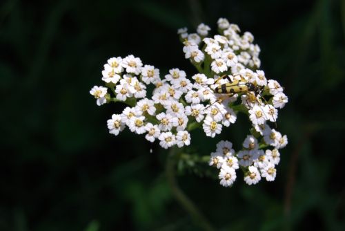 Fotografia de xancarallan - Galeria Fotografica: 09 - Foto: flor
