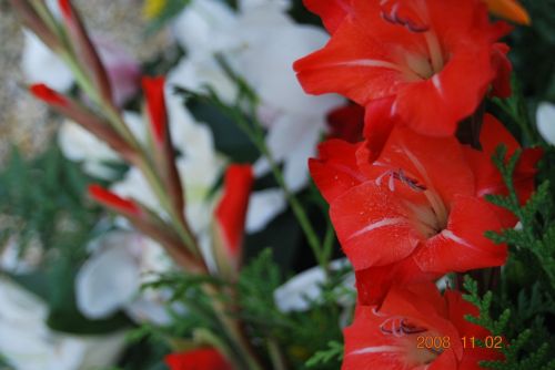 Fotografia de xancarallan - Galeria Fotografica: 09 - Foto: roja