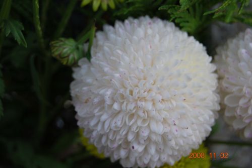 Fotografia de xancarallan - Galeria Fotografica: 09 - Foto: bonita