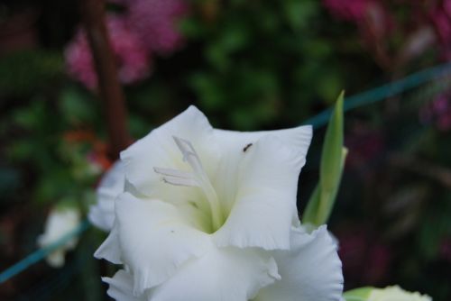 Fotografia de xancarallan - Galeria Fotografica: 09 - Foto: blanca