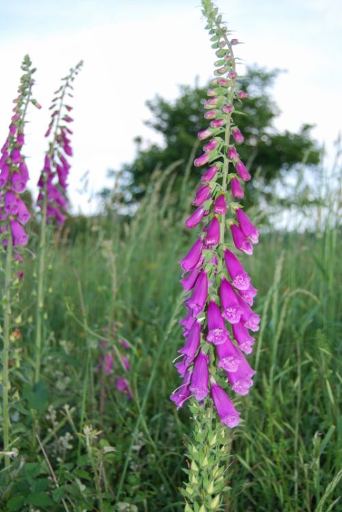 Fotografia de xancarallan - Galeria Fotografica: 09 - Foto: san juan