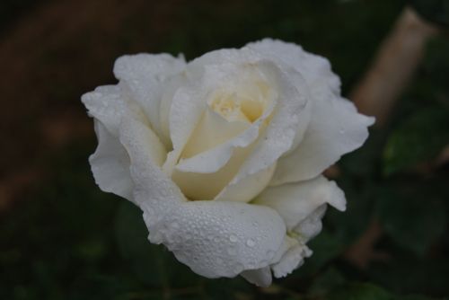 Fotografia de xancarallan - Galeria Fotografica: 09 - Foto: rosa blanca