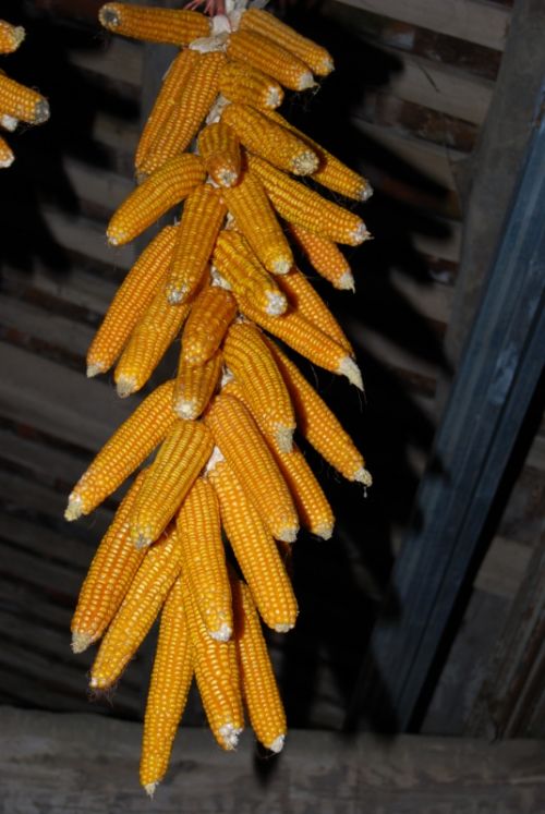 Fotografia de xancarallan - Galeria Fotografica: 09 - Foto: millo