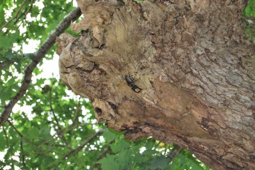 Fotografia de xancarallan - Galeria Fotografica: 09 - Foto: baca loura