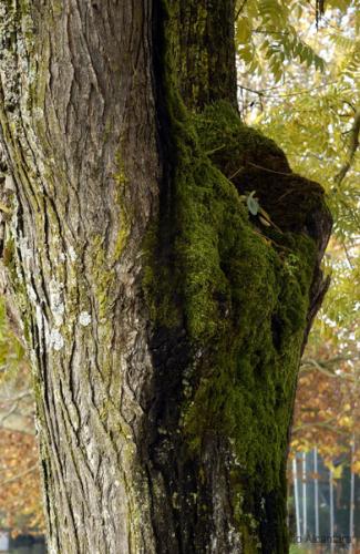 Fotografia de avesnatureza - Galeria Fotografica: ambientes e momentos - Foto: sul/norte