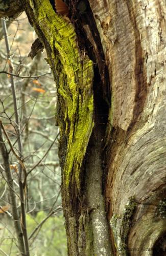 Fotografia de avesnatureza - Galeria Fotografica: ambientes e momentos - Foto: sul/norte2