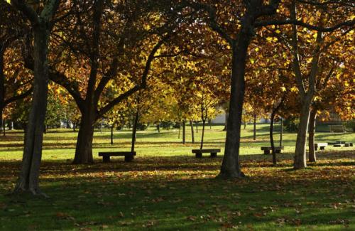 Fotografia de avesnatureza - Galeria Fotografica: ambientes e momentos - Foto: parque4