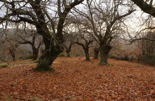 Fotografia de avesnatureza - Galeria Fotografica: ambientes e momentos - Foto: castanheiros