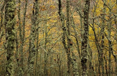 Fotografia de avesnatureza - Galeria Fotografica: ambientes e momentos - Foto: bosque