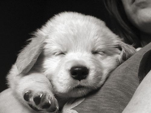 Fotografia de SIC - Galeria Fotografica: Tupak - Foto: Tupak 1