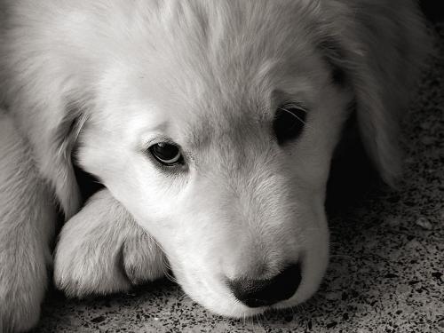 Fotografia de SIC - Galeria Fotografica: Tupak - Foto: Tupak 2