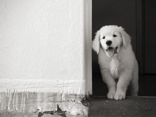 Fotografia de SIC - Galeria Fotografica: Tupak - Foto: Tupak 3