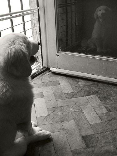 Fotografia de SIC - Galeria Fotografica: Tupak - Foto: Tupak 5