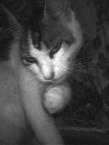 Fotografia de Ross - Galeria Fotografica: lazos - Foto: gatoz2