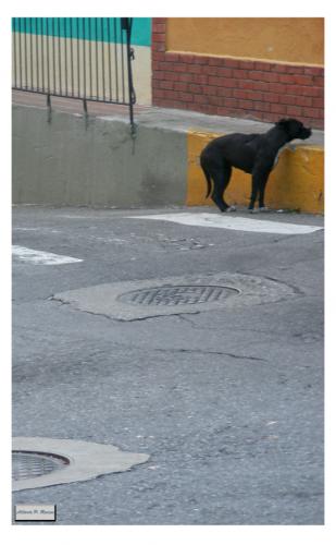 Fotografia de Alberto Ponte Reines Portfolio - Galeria Fotografica: El Hatillo, Caracas, Ve - Foto: El solitario