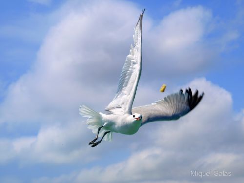 Fotografia de Miquel Salas - Galeria Fotografica: Gaviota en acci�n - Foto: 