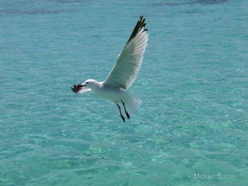 Fotografia de Miquel Salas - Galeria Fotografica: Gaviota en acci�n - Foto: limpieza nariz