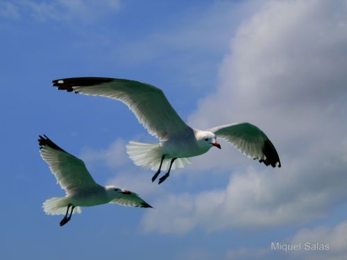 Fotografia de Miquel Salas - Galeria Fotografica: Gaviota en acci�n - Foto: de patrulla