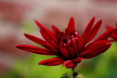 Fotografia de Guadalupe Vela - Galeria Fotografica: Flores - Fauna - Naturaleza - Foto: Crisantemo