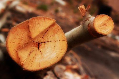 Fotografia de Guadalupe Vela - Galeria Fotografica: Flores - Fauna - Naturaleza - Foto: Serie - De las ramas ca�das